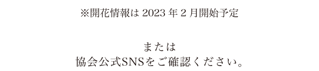 ※開花情報は2023年2月開始予定 または協会公式SNSをご確認ください。